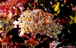 This image is some species of a Nudibranchia or Sea Slug.... by Steven Anderson 